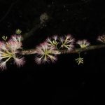 How to Propagate Zygia engelsingii