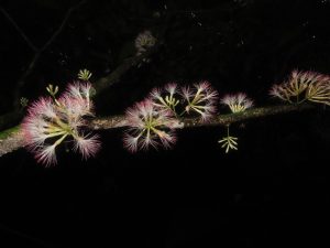 How to Propagate Zygia engelsingii