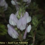 How to Propagate Ononis cossoniana