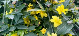 How to Propagate Jasminum mesnyi