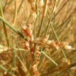 How to Propagate Panicum turgidum