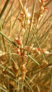How to Propagate Panicum turgidum