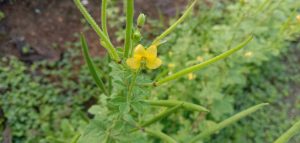 How to Propagate Cleome viscosa