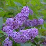 Grow More Lilacs: Easy Propagation from Suckers