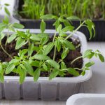 Thin Seedlings: The Gentle Gardener’s Guide