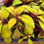 <p><strong>Unleash a Riot of Color: The Ultimate Guide to Growing Coleus from Seed</strong></p>