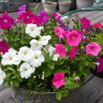 Propagate Petunias: Root New Plants from Cuttings